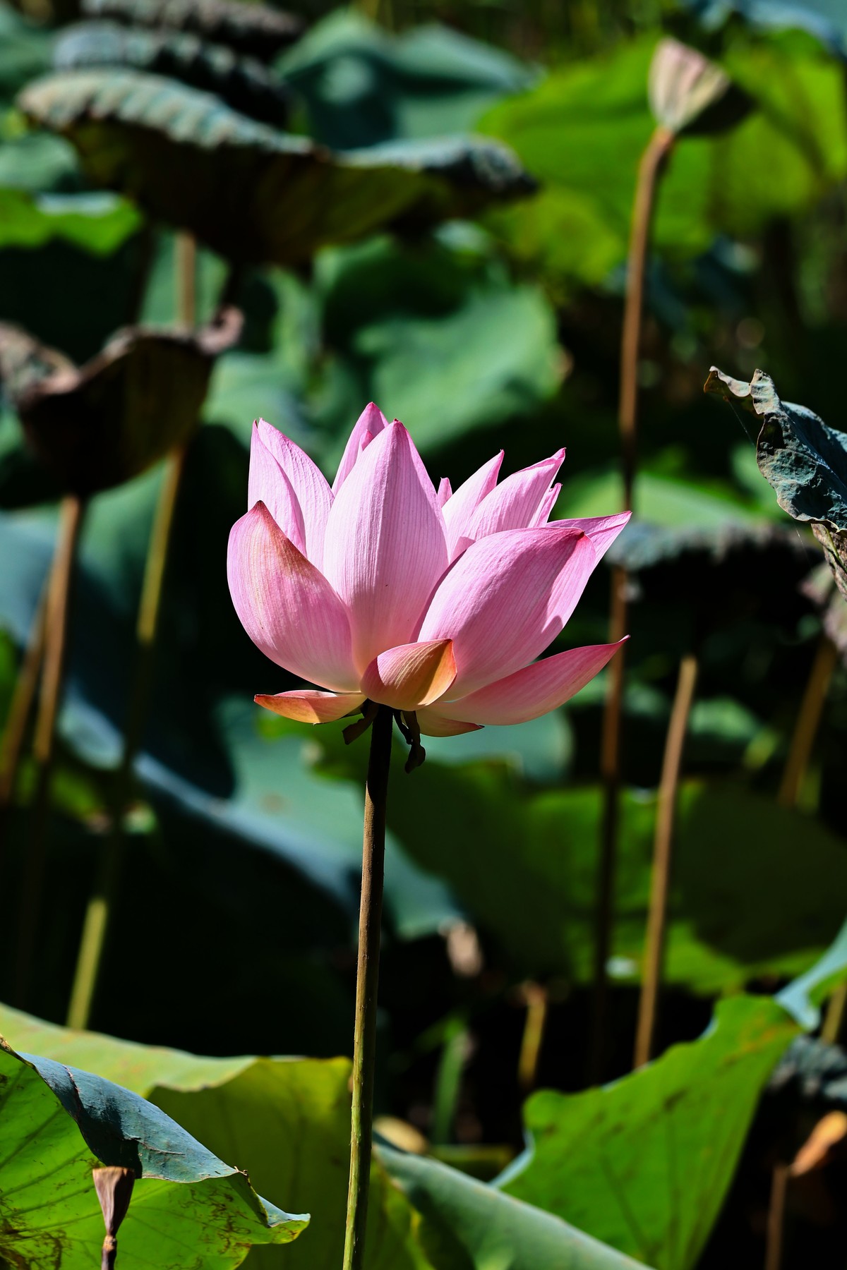 大暑节气，烈日中的荷花
