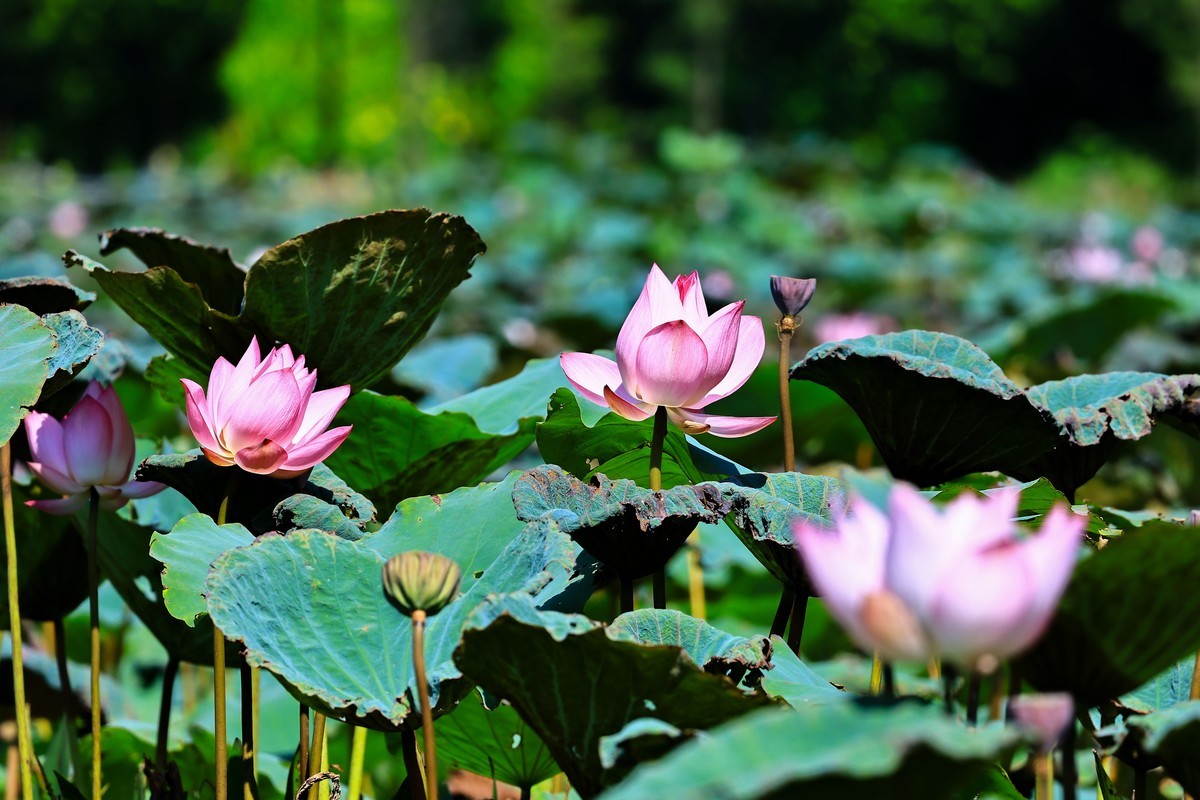 大暑节气，烈日中的荷花