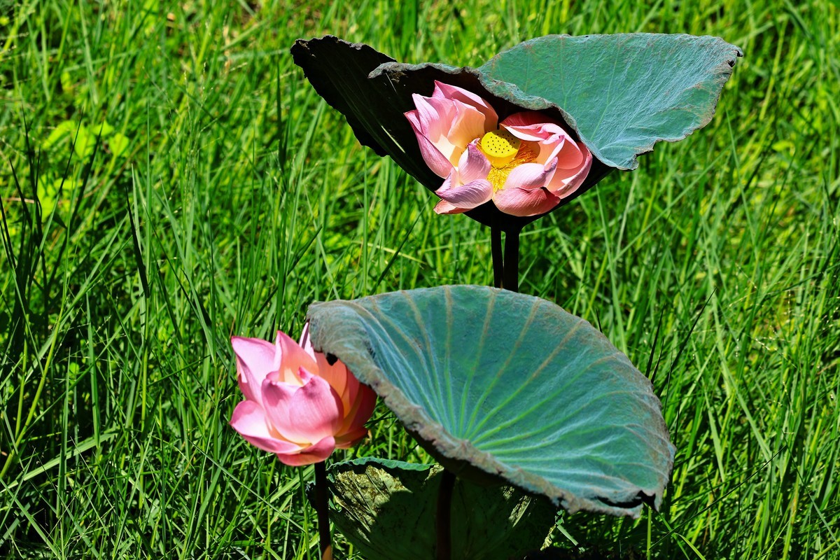 大暑节气，烈日中的荷花