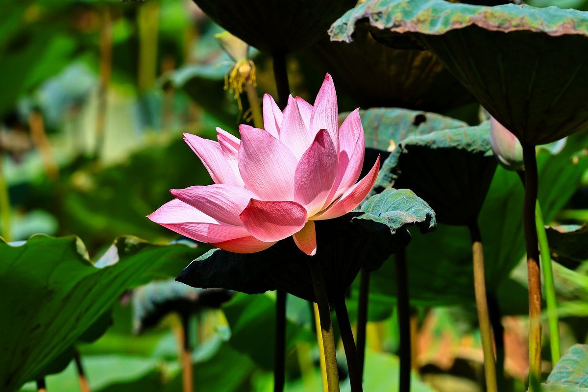 大暑节气，烈日中的荷花