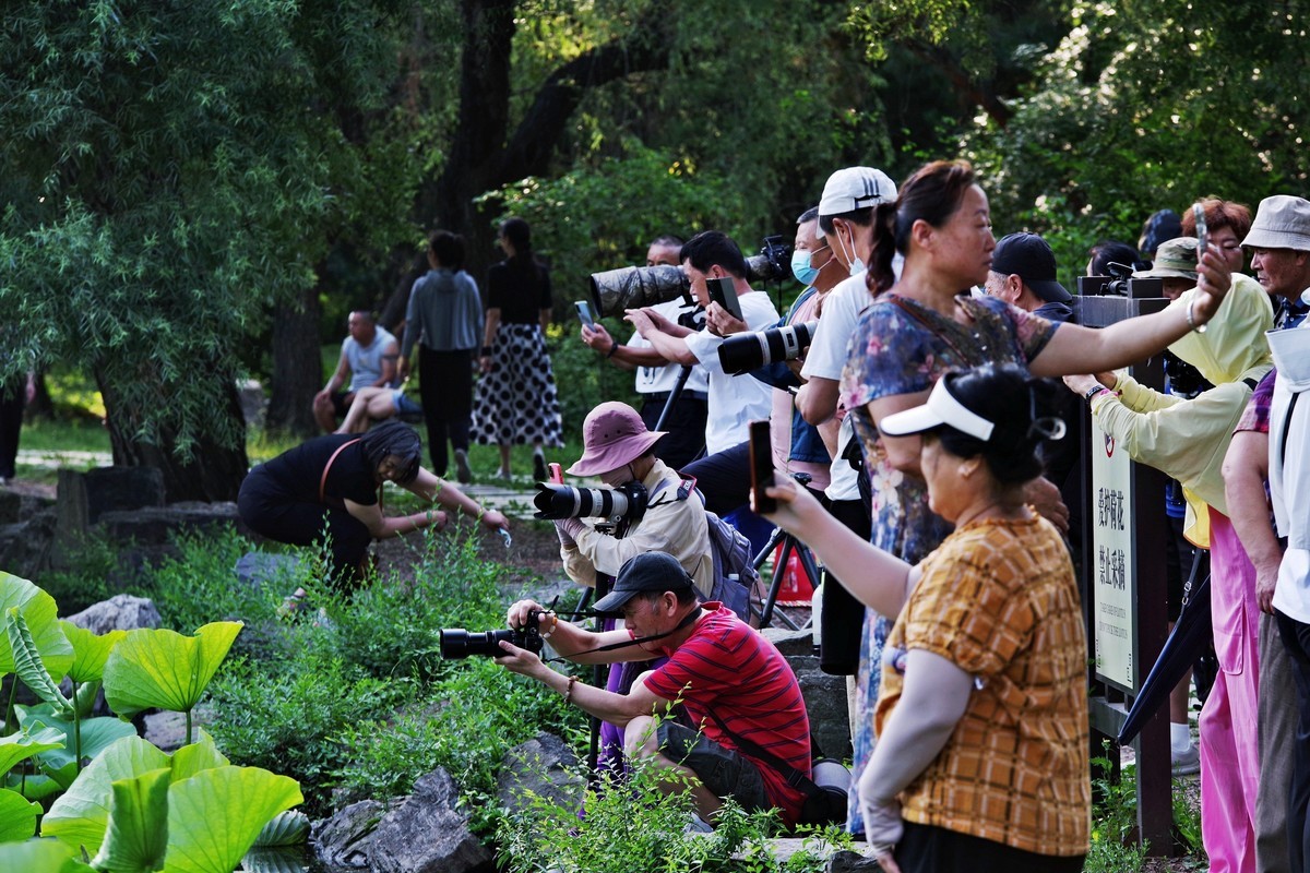 沈阳北陵公园拍荷