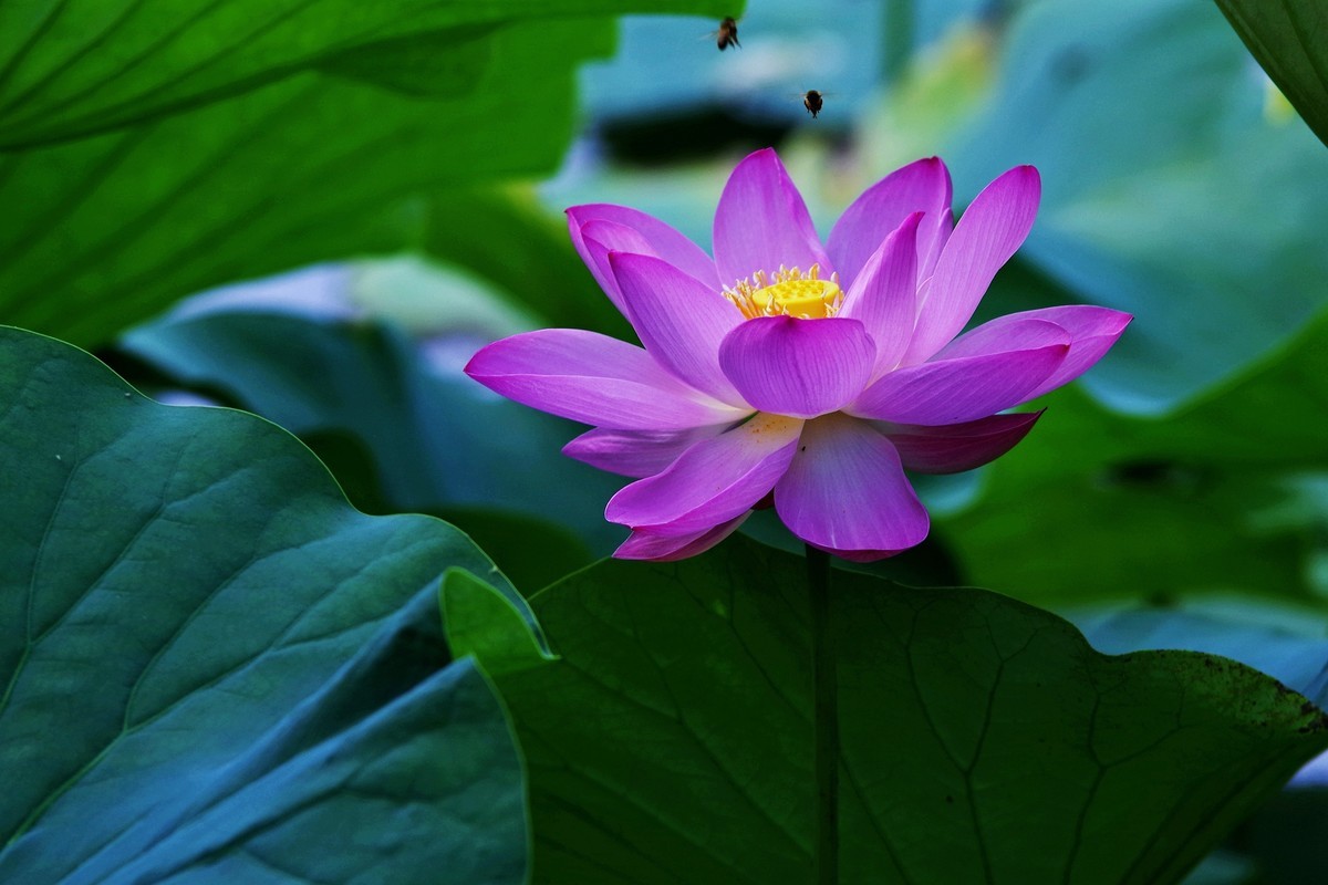 沈阳北陵公园拍荷