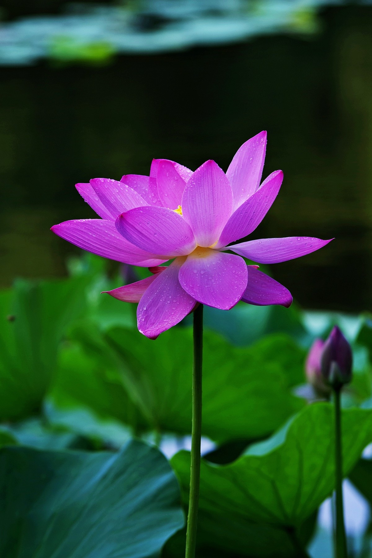 沈阳北陵公园拍荷