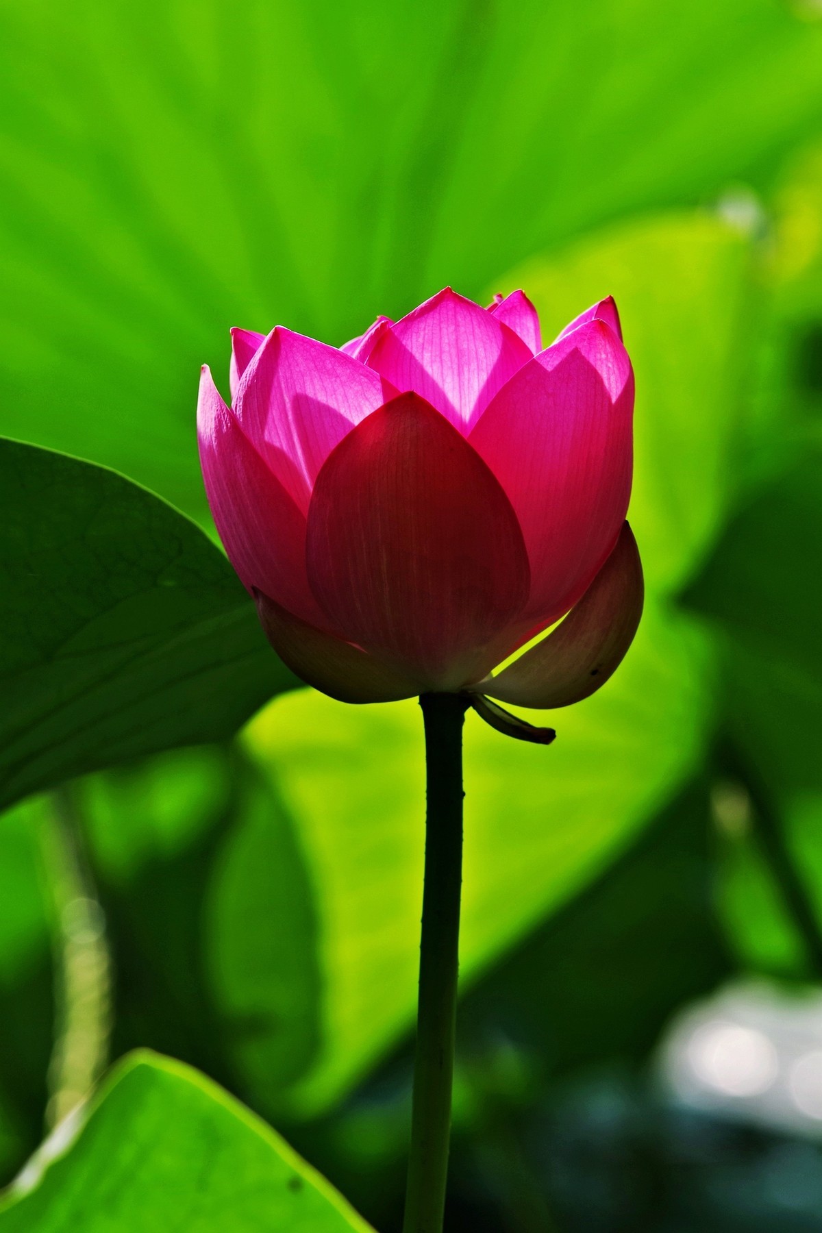 沈阳北陵公园拍荷