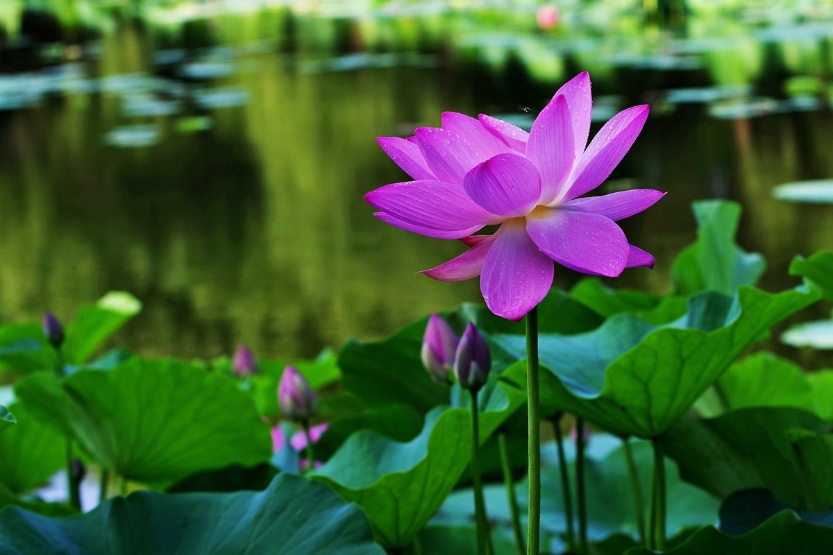 沈阳北陵公园拍荷