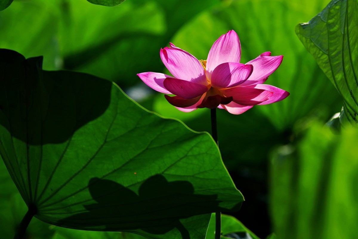 沈阳北陵公园拍荷