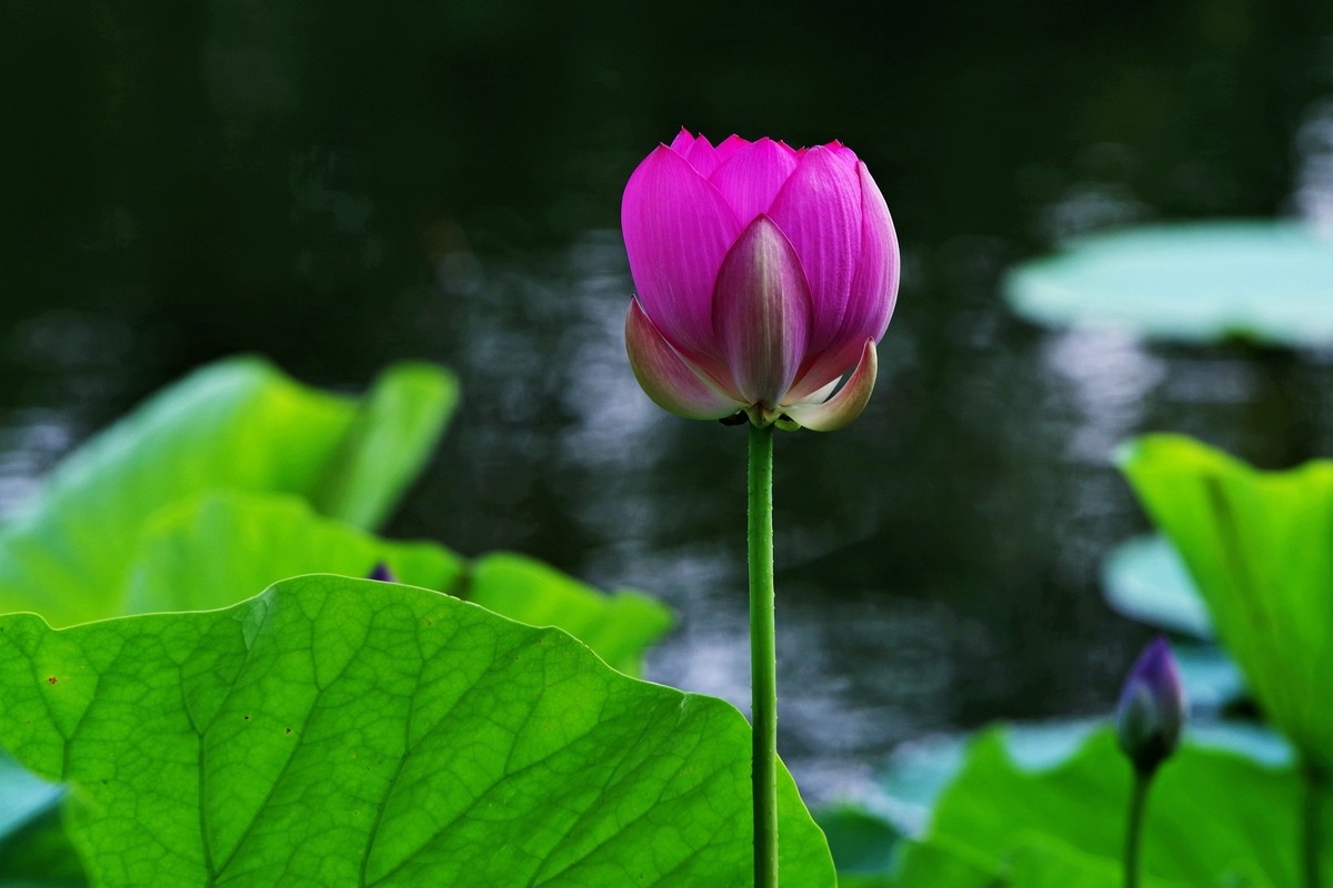 沈阳北陵公园拍荷