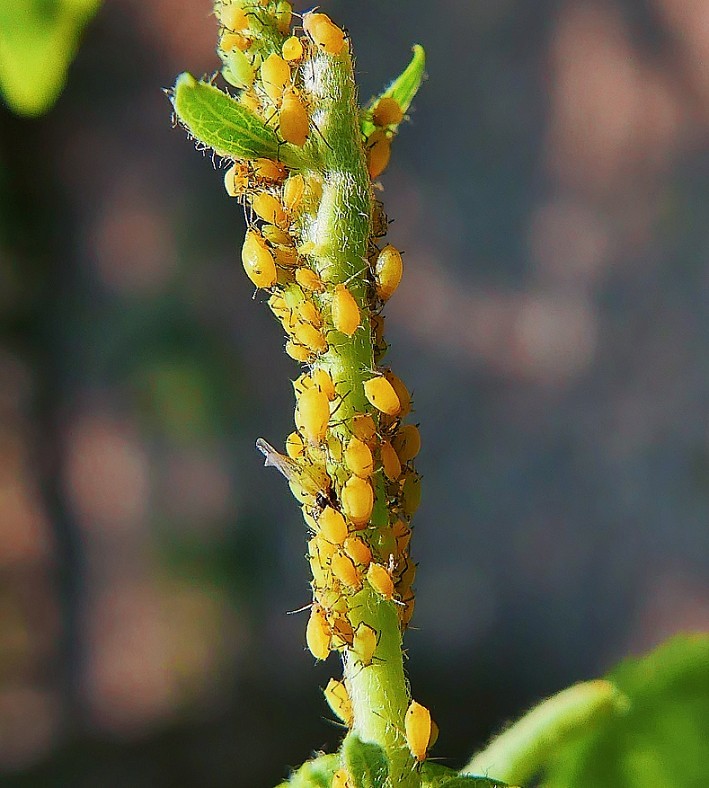 随拍杂拍街拍《风景，花草微距还有妹子》还有抓拍！哈哈