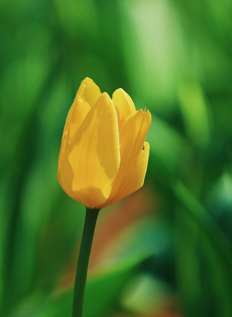 随拍杂拍街拍《风景，花草微距还有妹子》还有抓拍！哈哈