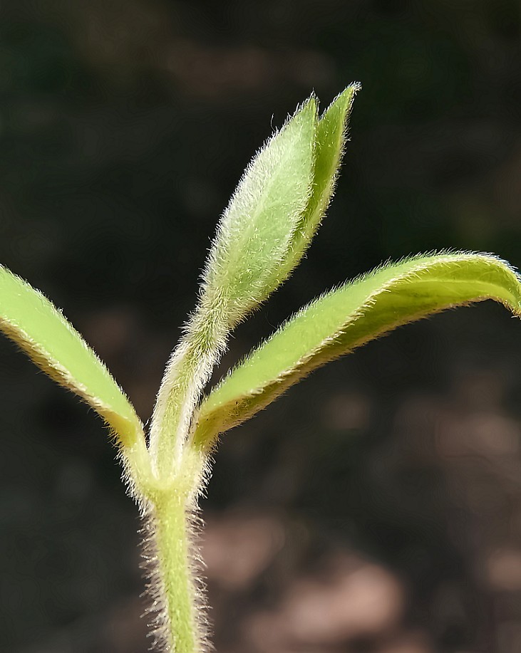 随拍杂拍街拍《风景，花草微距还有妹子》还有抓拍！哈哈