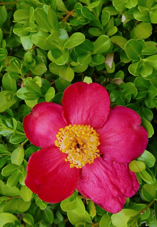 随拍杂拍街拍《风景，花草微距还有妹子》还有抓拍！哈哈