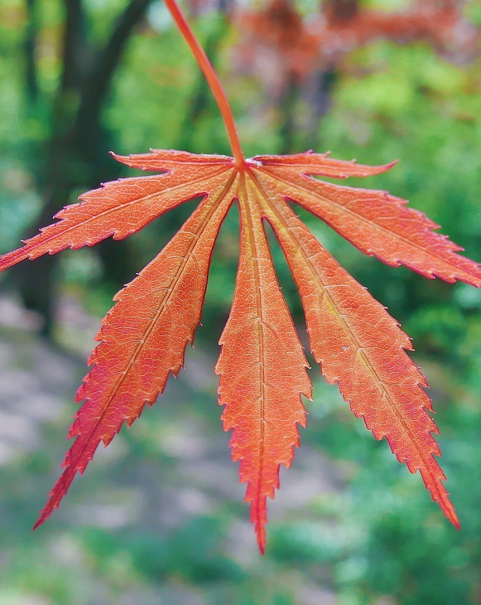 随拍杂拍街拍《风景，花草微距还有妹子》还有抓拍！哈哈