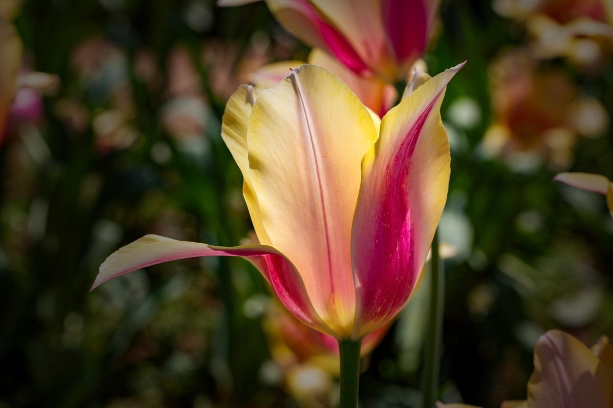 植物园拍郁金香27