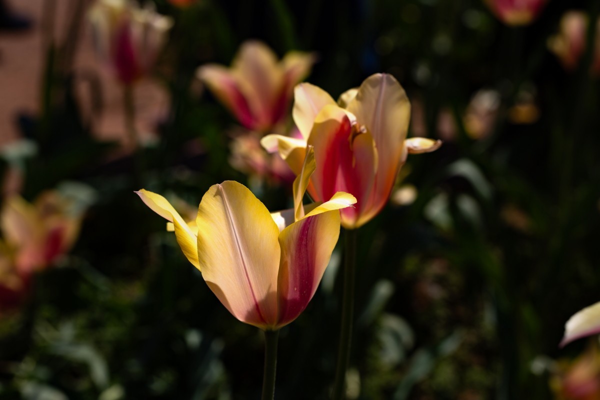 植物园拍郁金香27