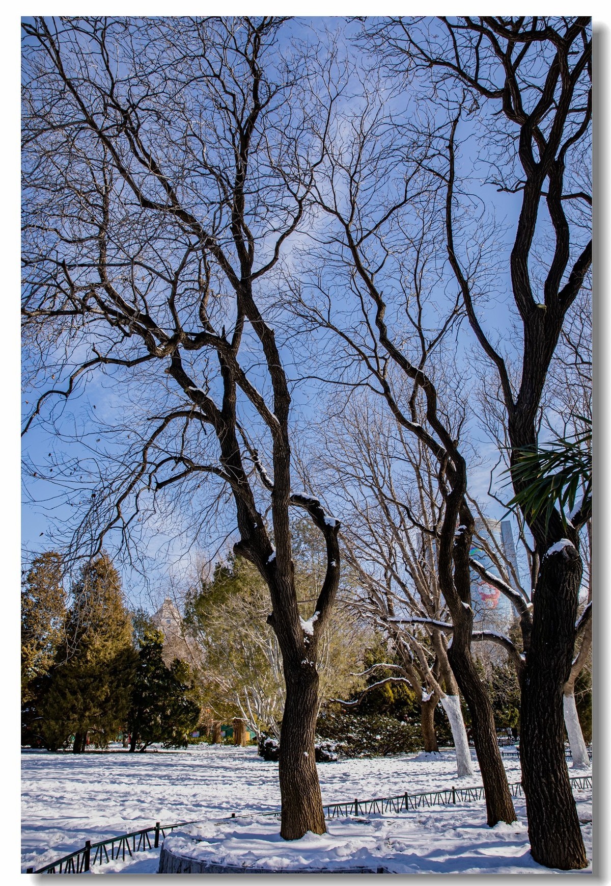 雪后紫竹院公园