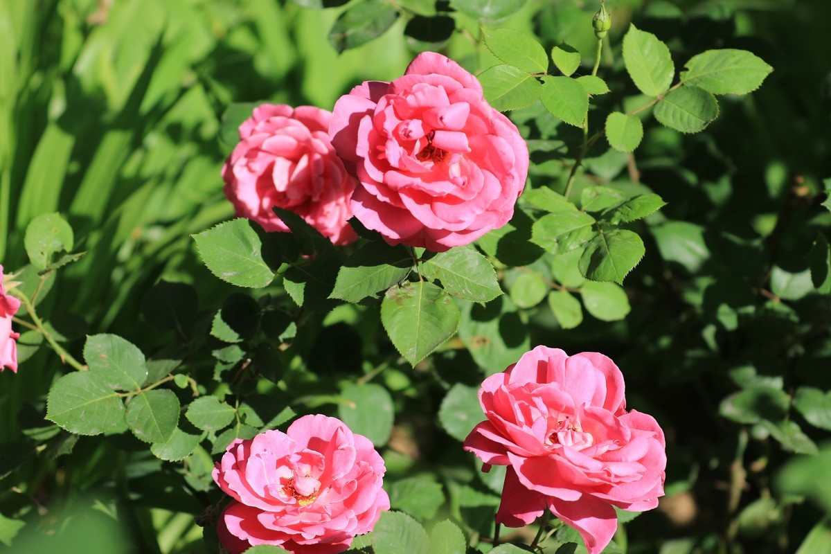 拍拍花不错的感觉