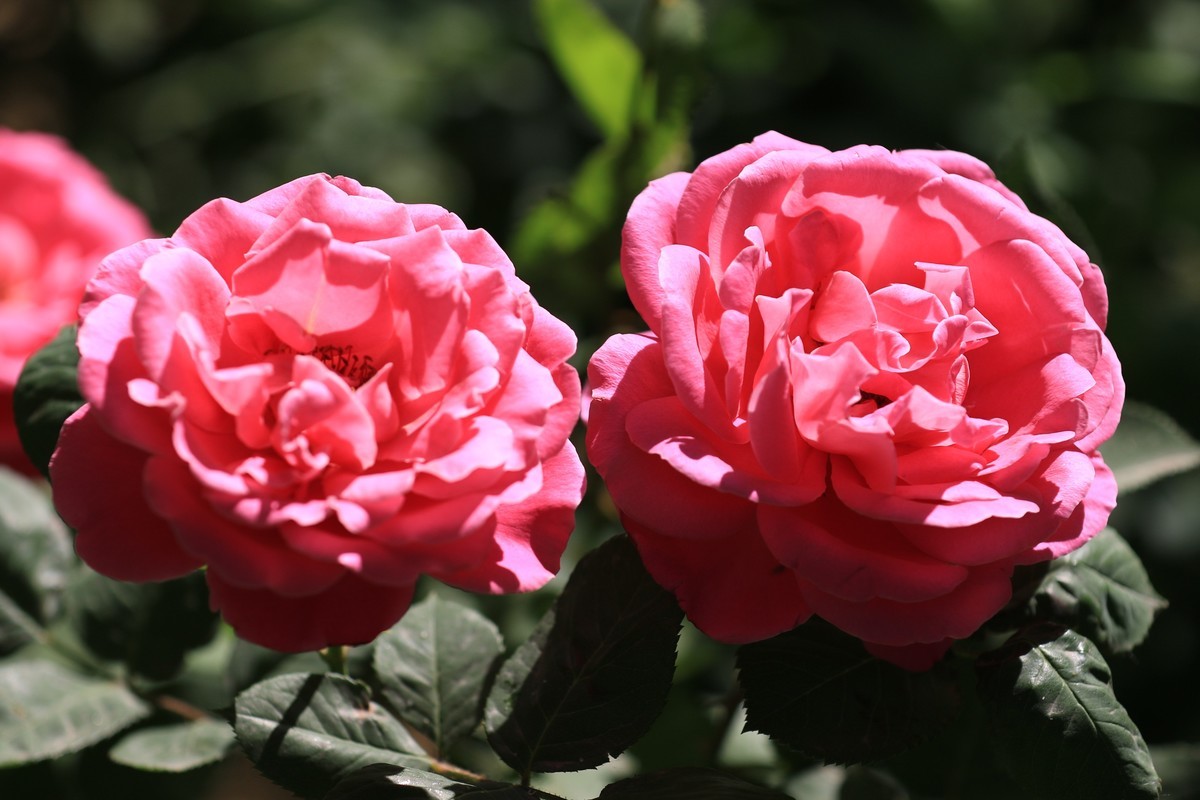 拍拍花不错的感觉