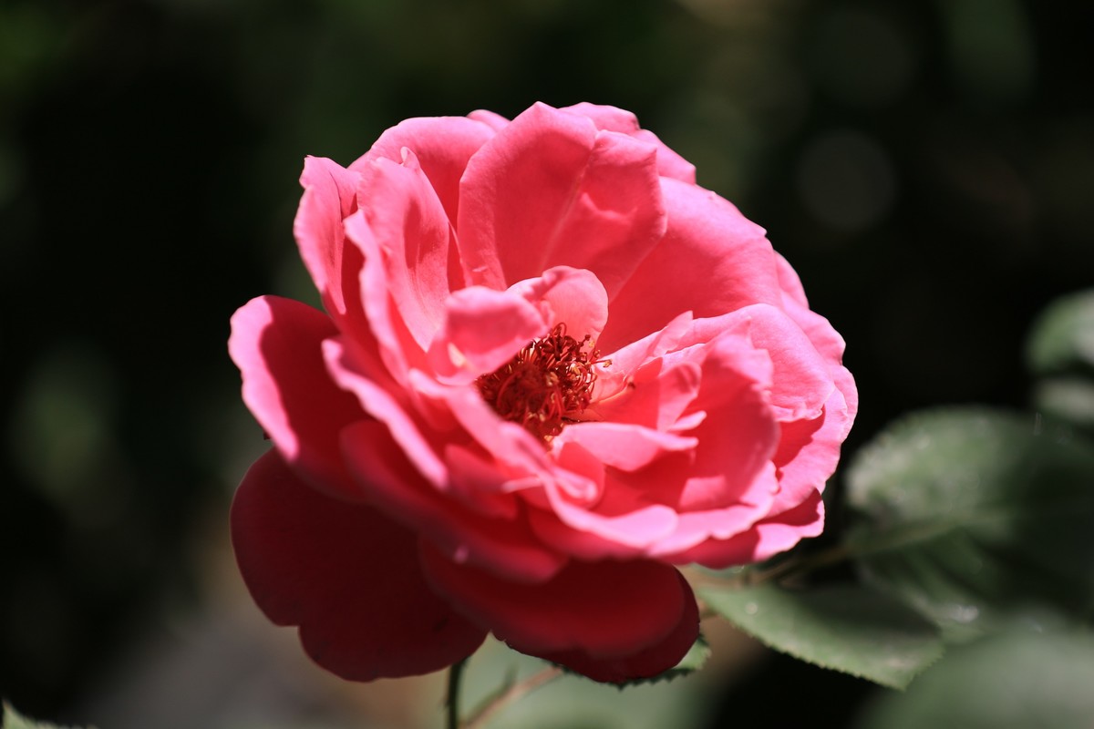 拍拍花不错的感觉