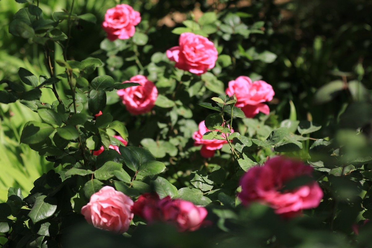 拍拍花不错的感觉