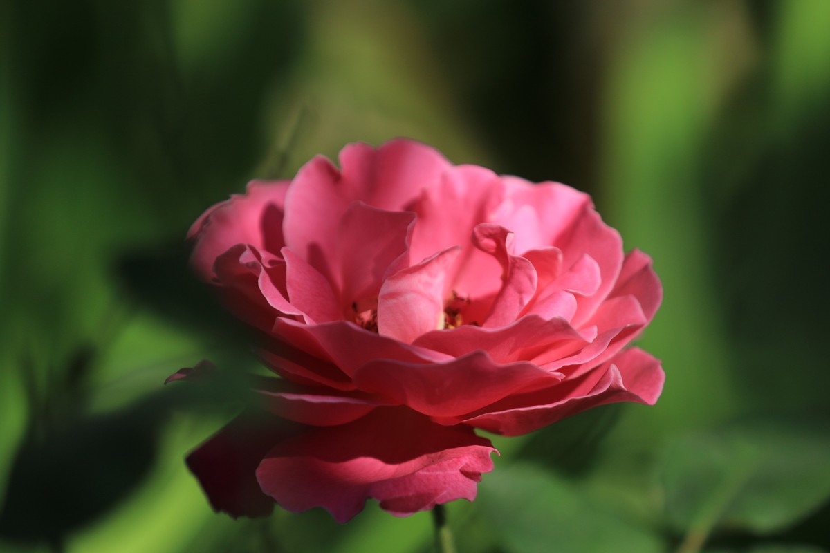 拍拍花不错的感觉