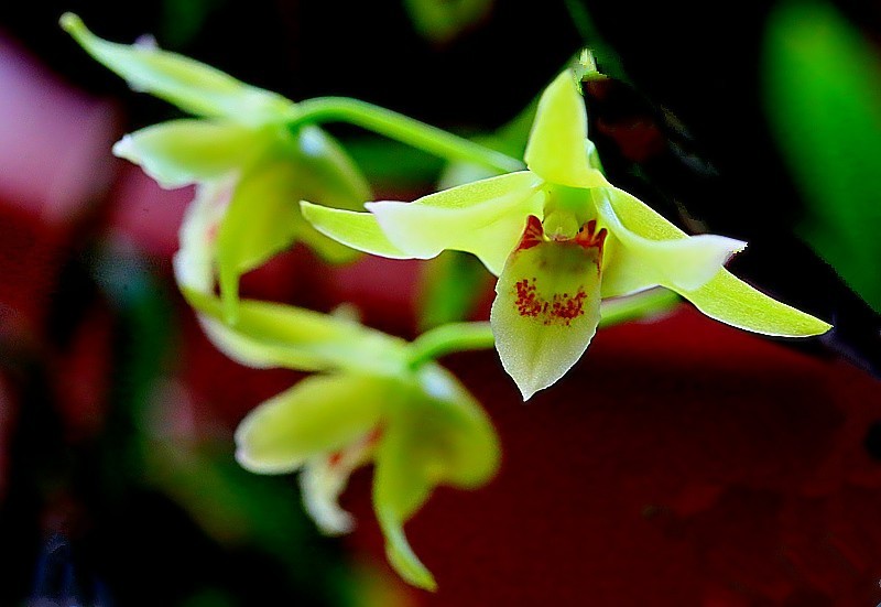 T-02【不老松：纪实摄影】铁皮石斛花！