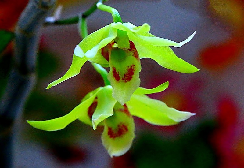 T-02【不老松：纪实摄影】铁皮石斛花！