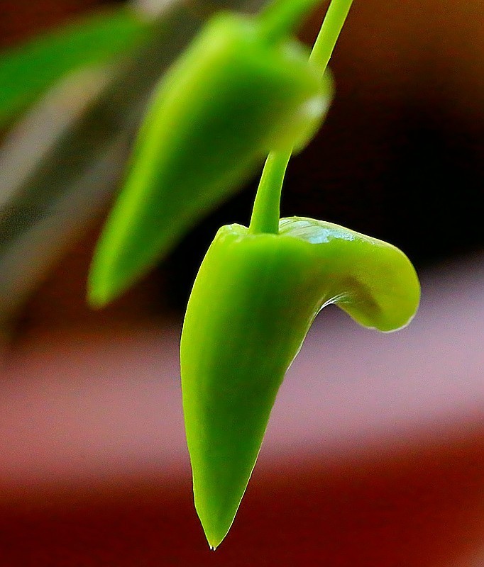 T-02【不老松：纪实摄影】铁皮石斛花！