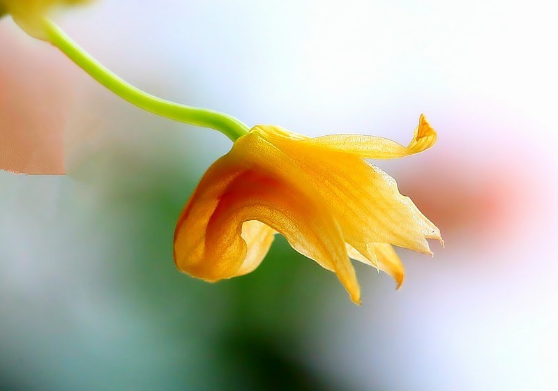 T-02【不老松：纪实摄影】铁皮石斛花！