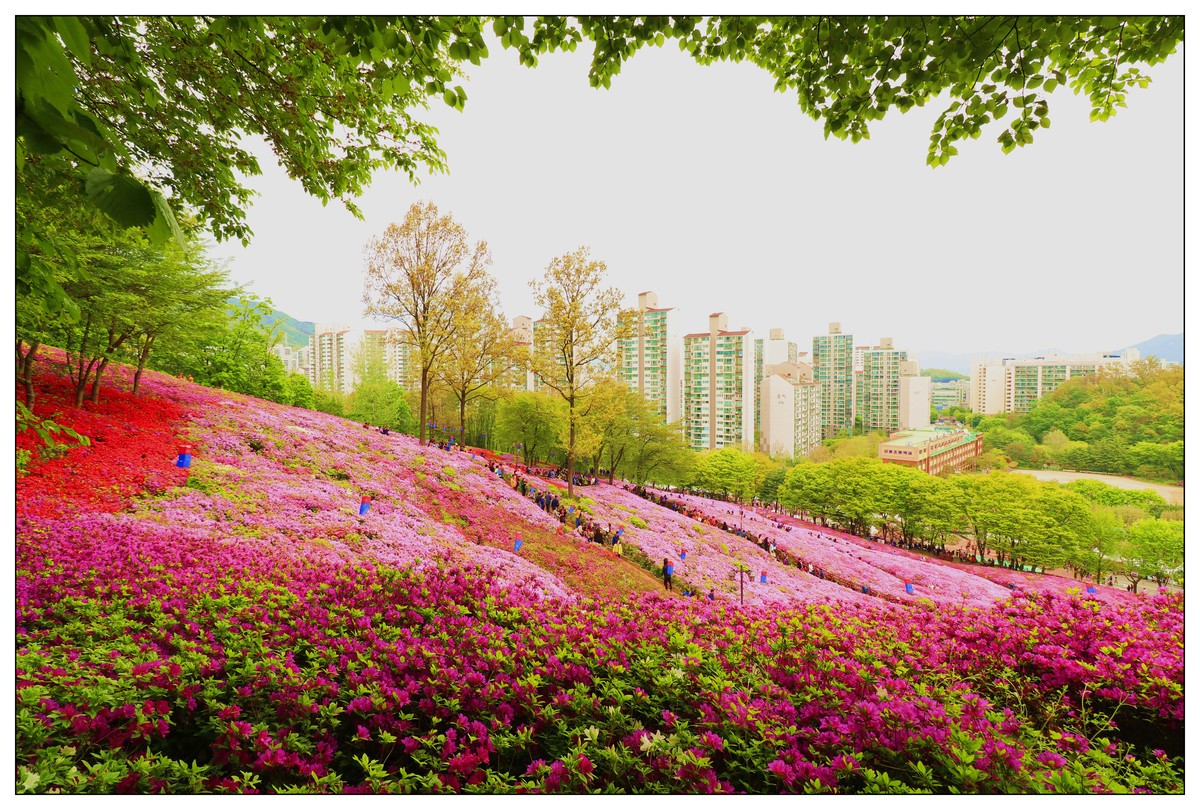 赏花