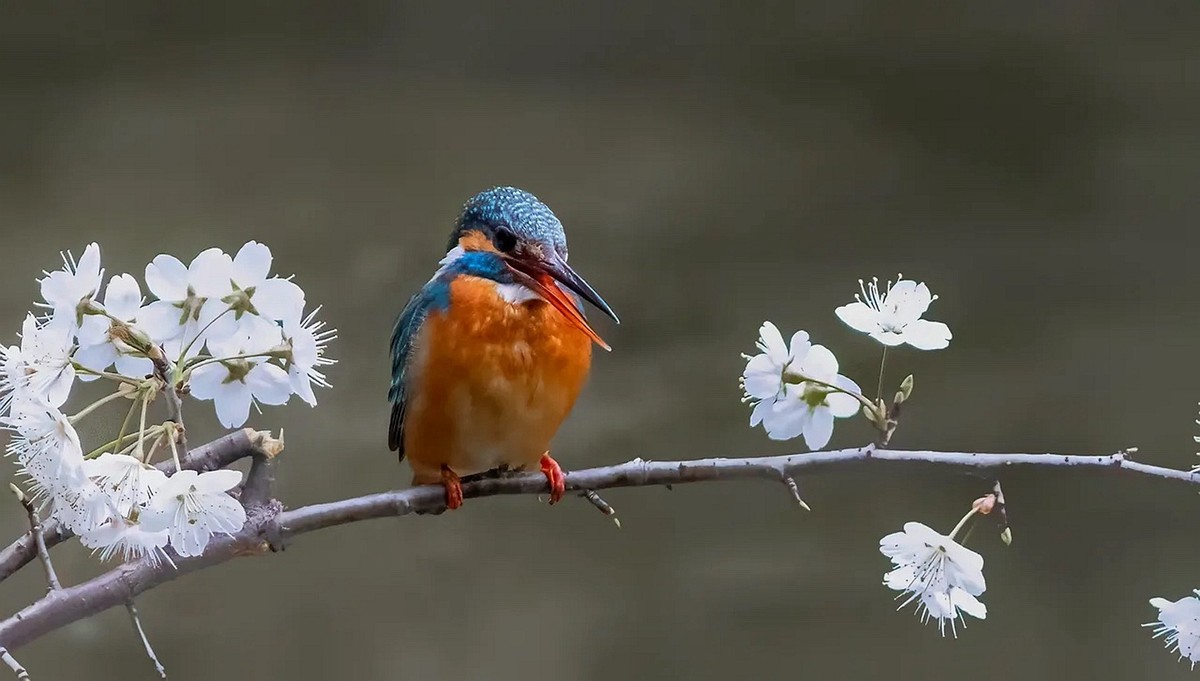 翠鸟也爱花--连拍