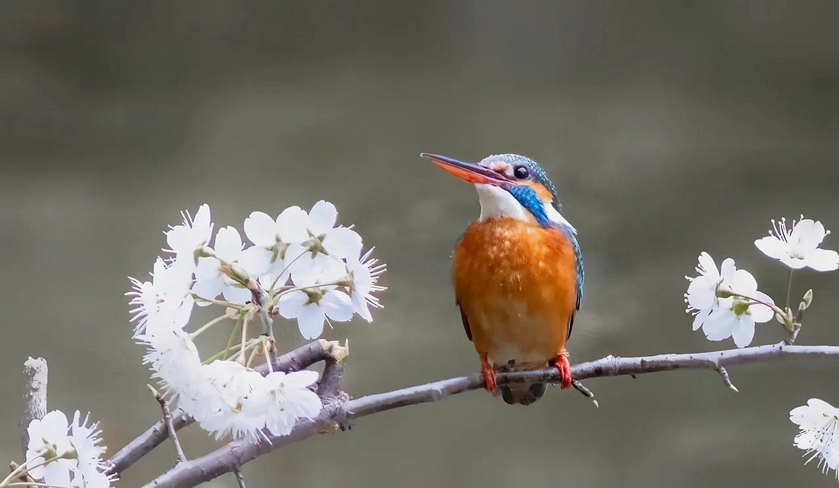 翠鸟也爱花--连拍
