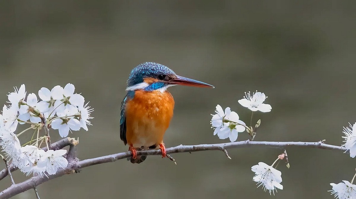 翠鸟也爱花--连拍