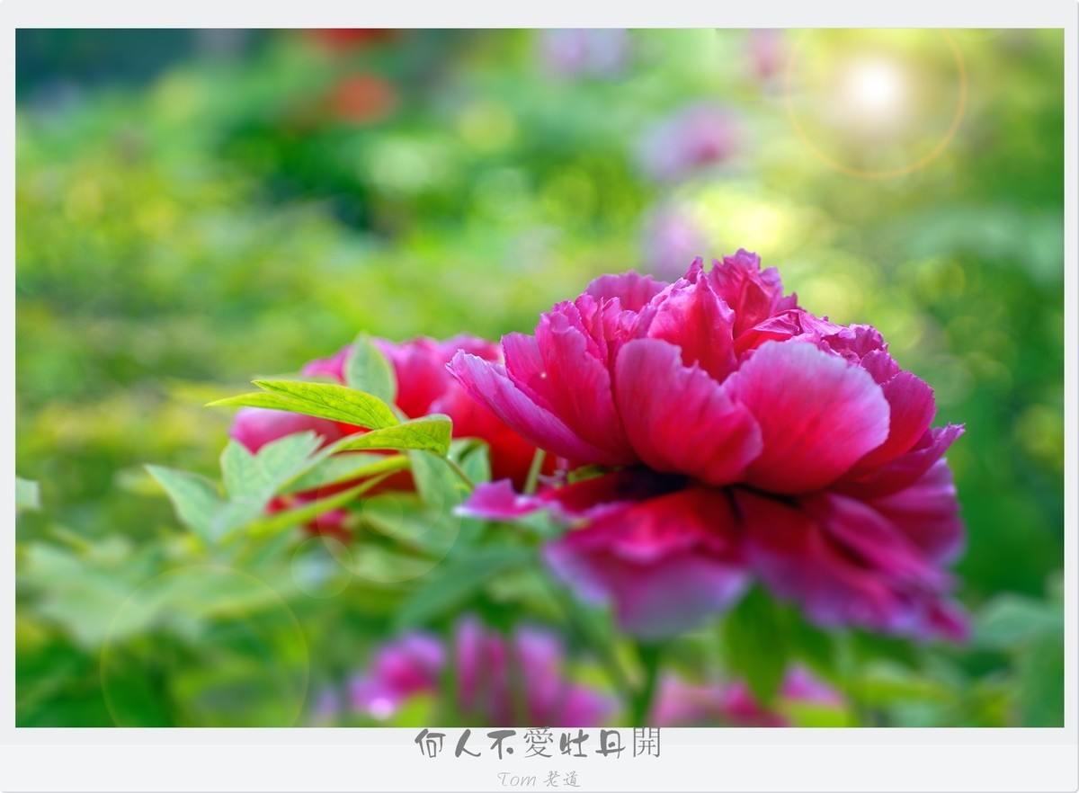无忧花开普通话版在线听 ChMkK2RfB7aIJ_7lAAMS8ScclBMAAP-5QPUQfcAAxMJ457.jpg