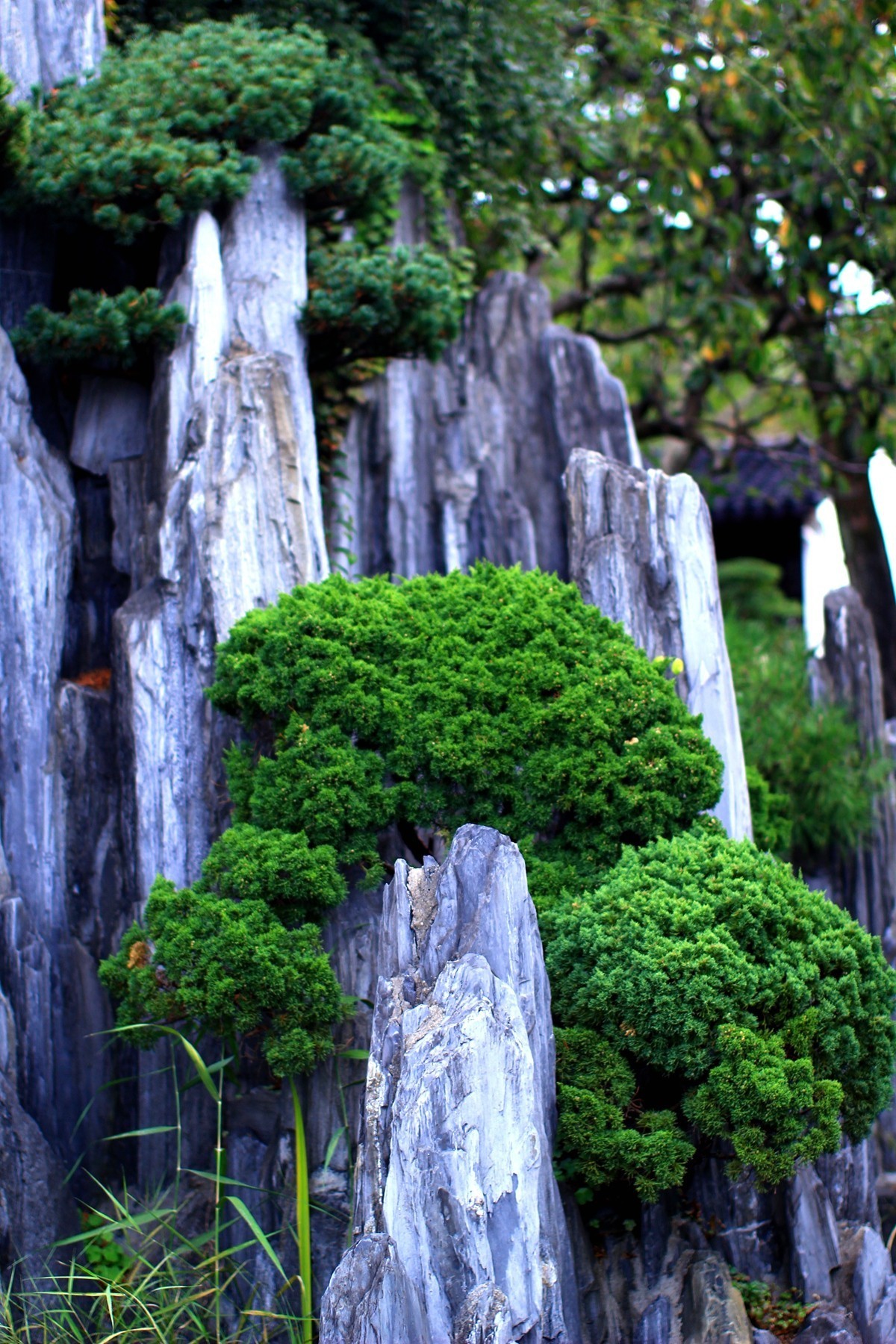 立冬时节园林景色！