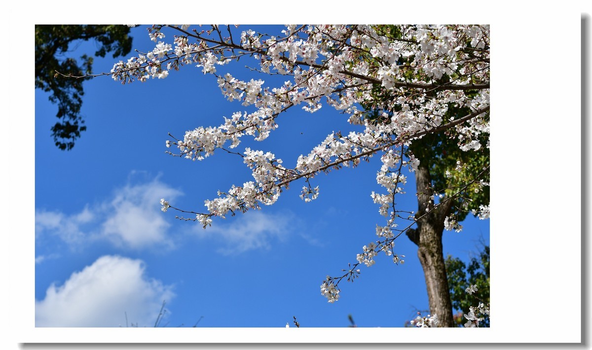 【 春天里，百花争艳 】