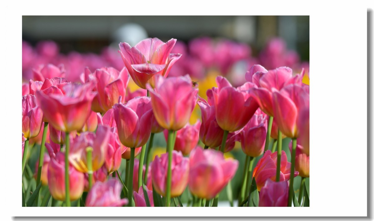 【 春天里，百花争艳 】