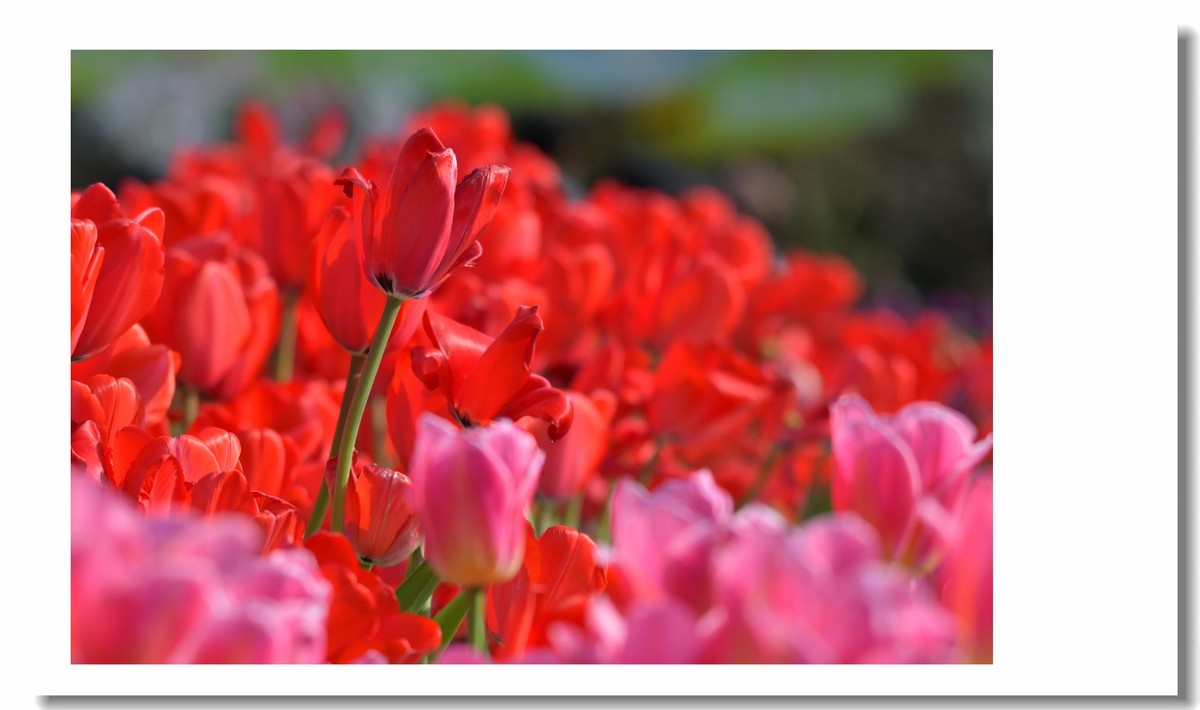 【 春天里，百花争艳 】