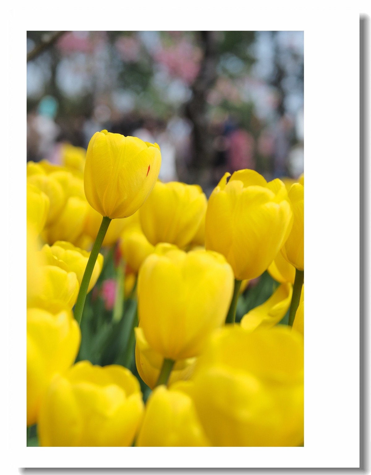 【 春天里，百花争艳 】