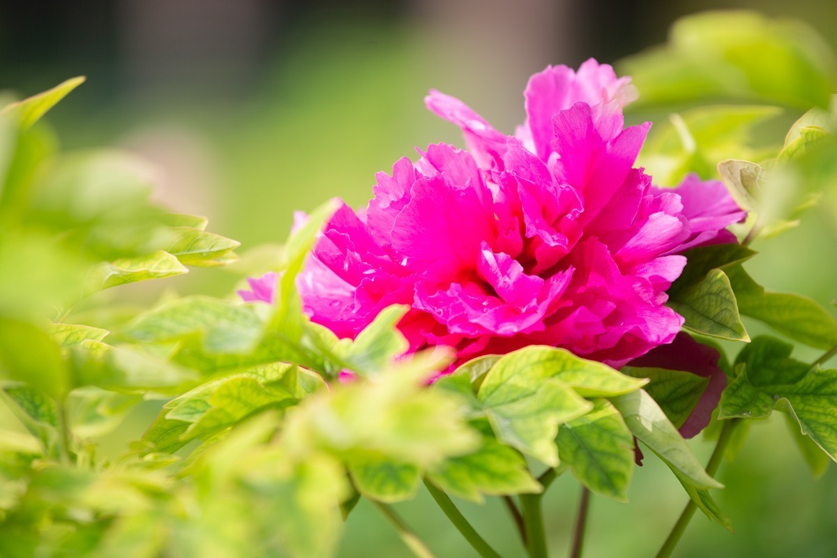 心旷神怡赏牡丹