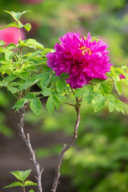 心旷神怡赏牡丹