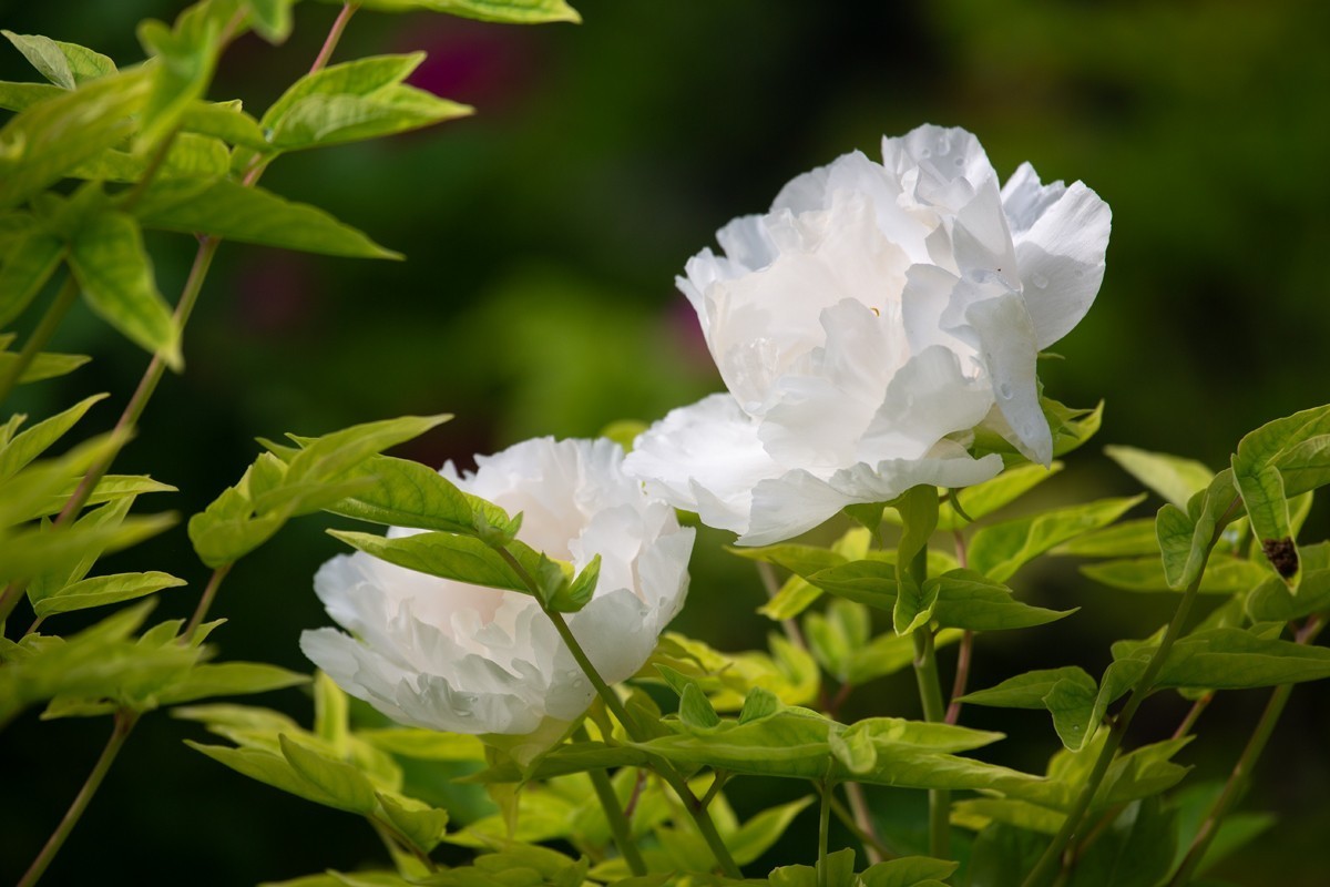 心旷神怡赏牡丹