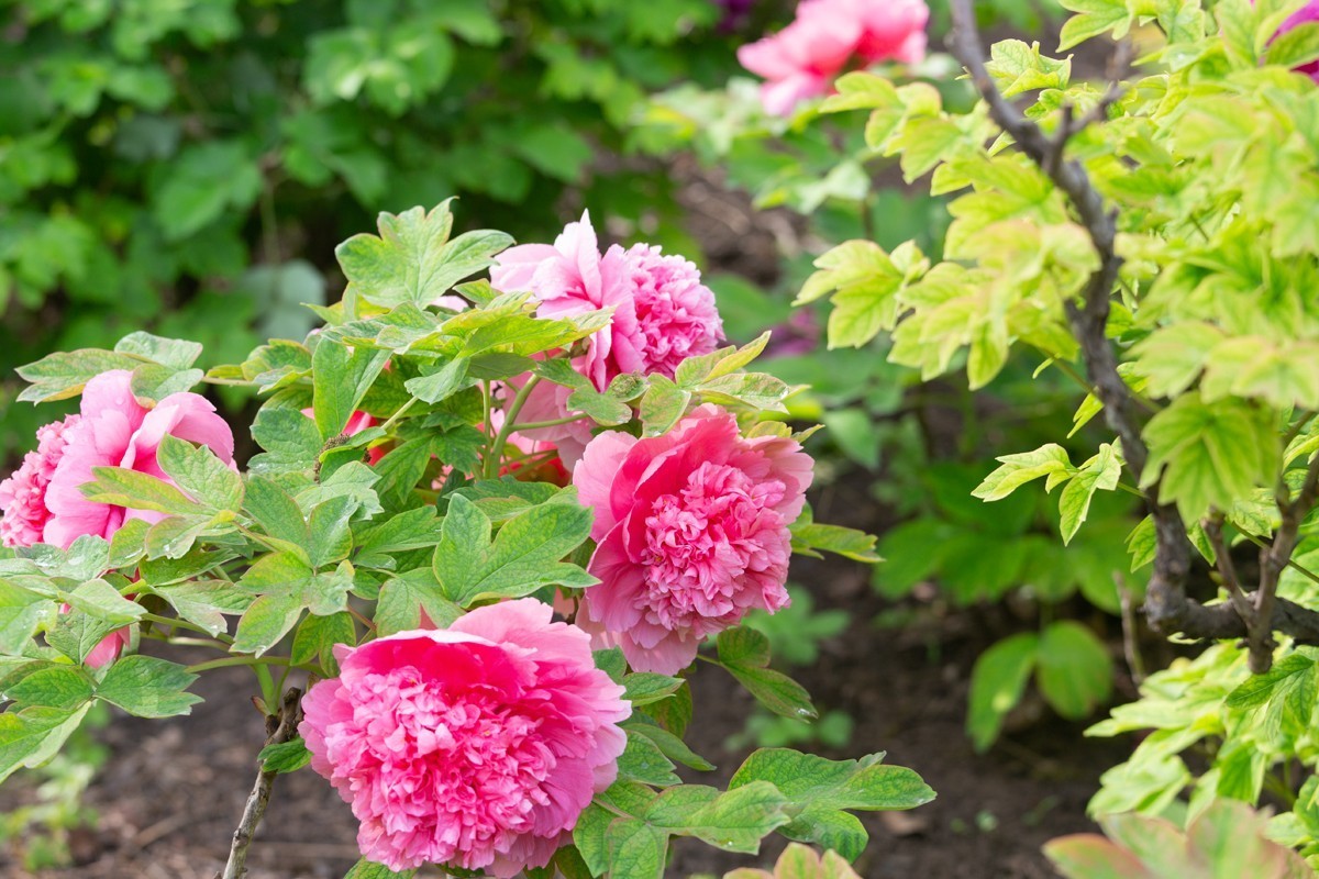 心旷神怡赏牡丹