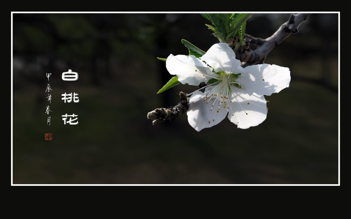 冰心玉面俏美白桃花