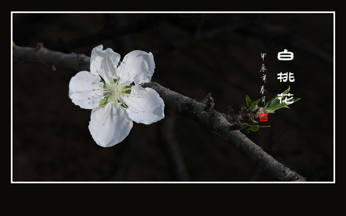 冰心玉面俏美白桃花