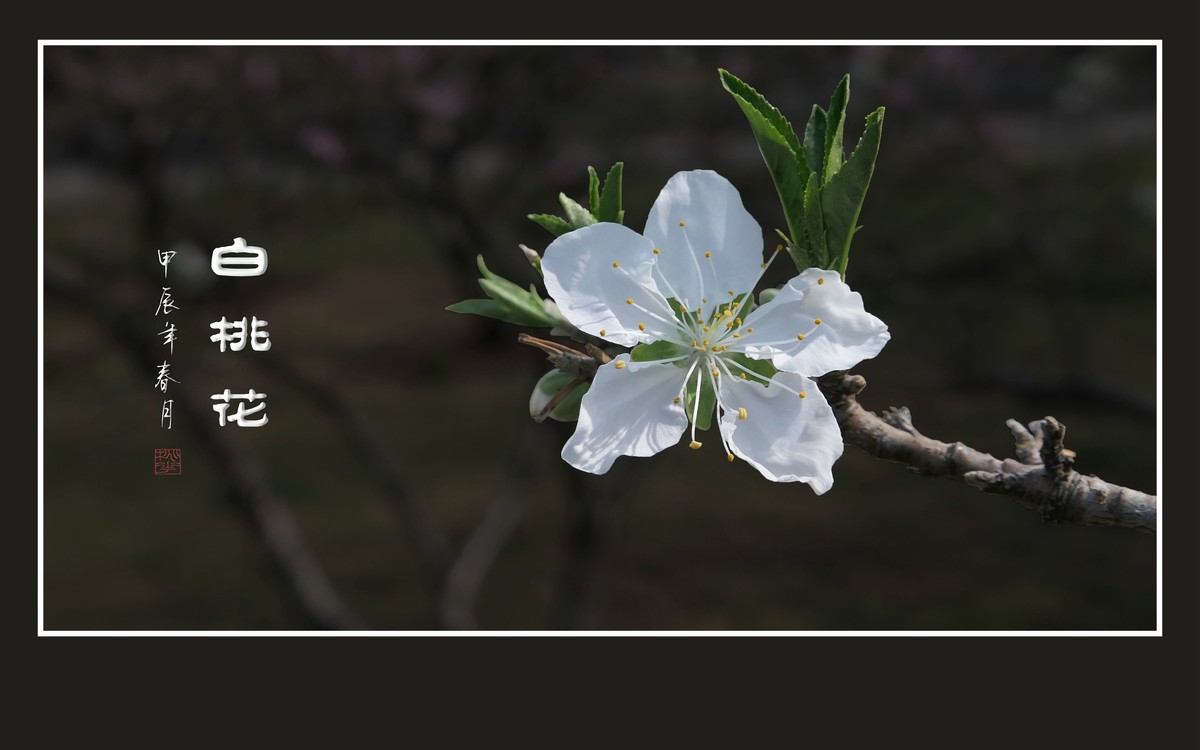 冰心玉面俏美白桃花