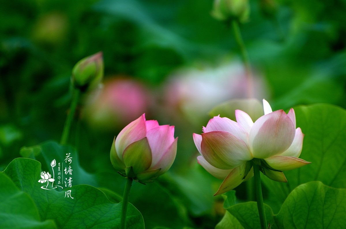 加油之城，美美安龙。十里荷塘“荷你有约”。