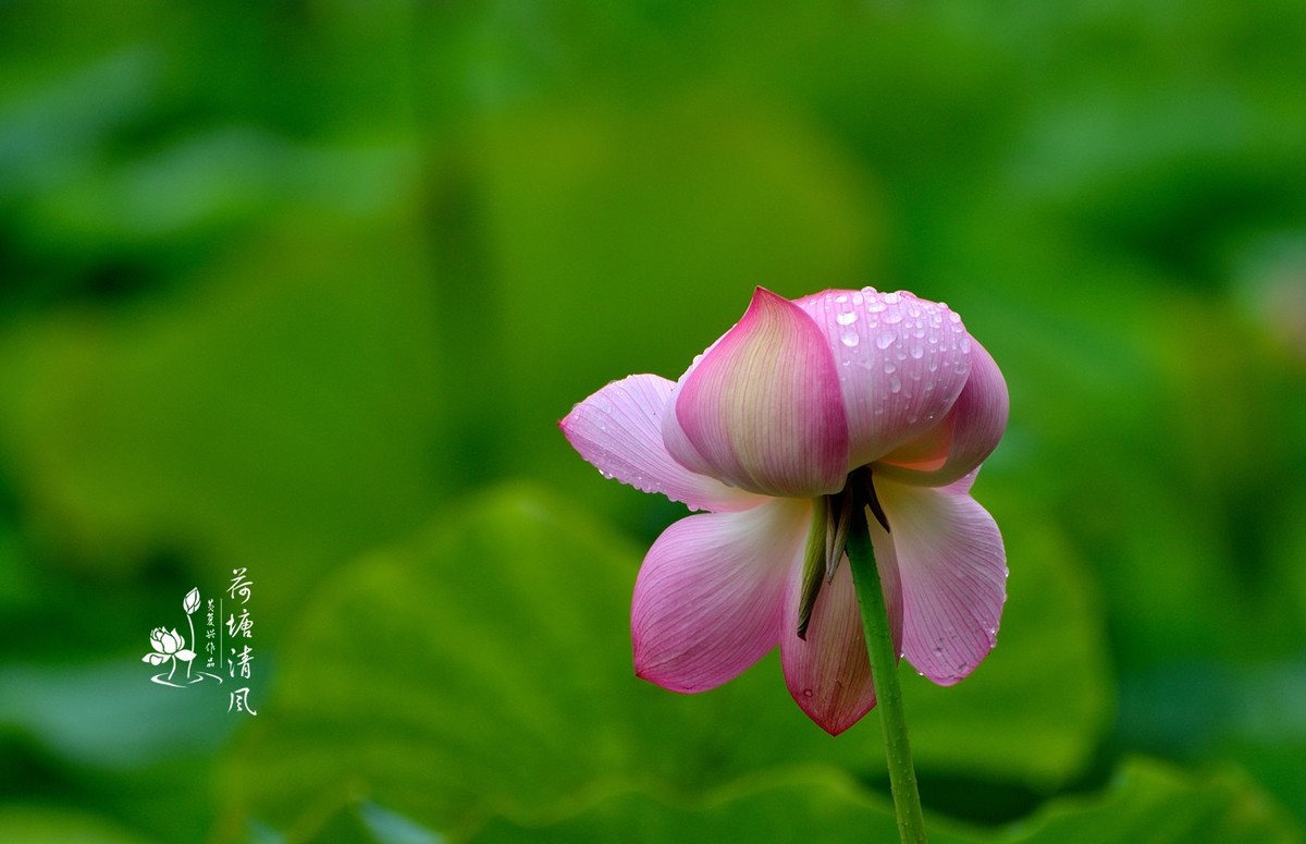 加油之城，美美安龙。十里荷塘“荷你有约”。