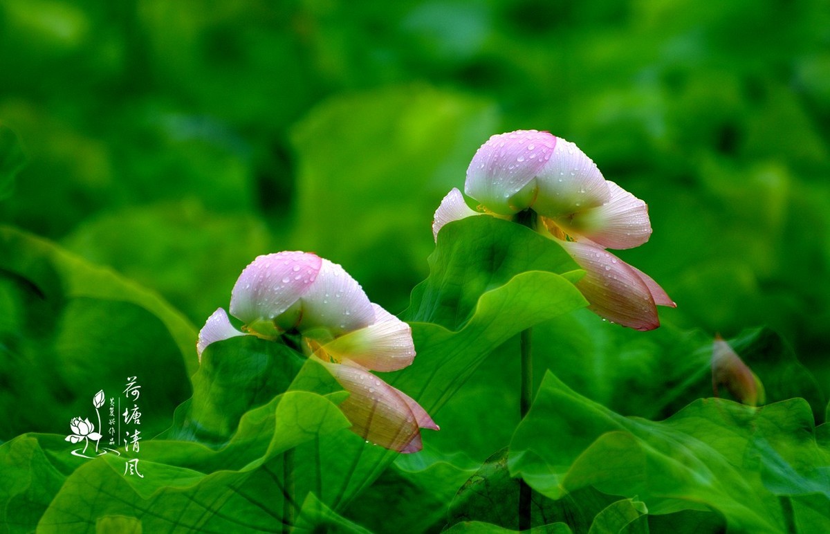 加油之城，美美安龙。十里荷塘“荷你有约”。