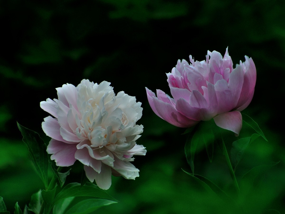 【视觉光影】 芍 药 （5）