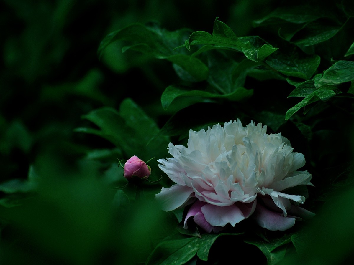 【视觉光影】 芍 药 （5）